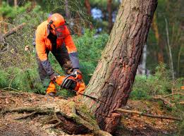 Leaf Removal in Orchard City, CO