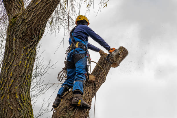 Trusted Orchard City, CO Tree Removal Experts