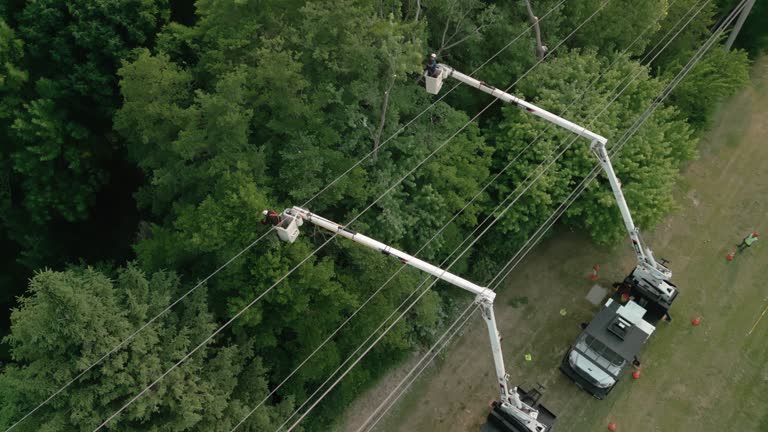 Best Utility Line Clearance  in Orchard City, CO