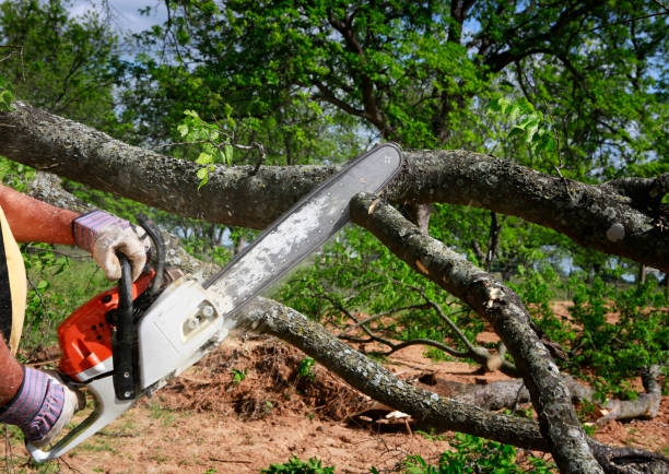 Best Arborist Consultation Services  in Orchard City, CO