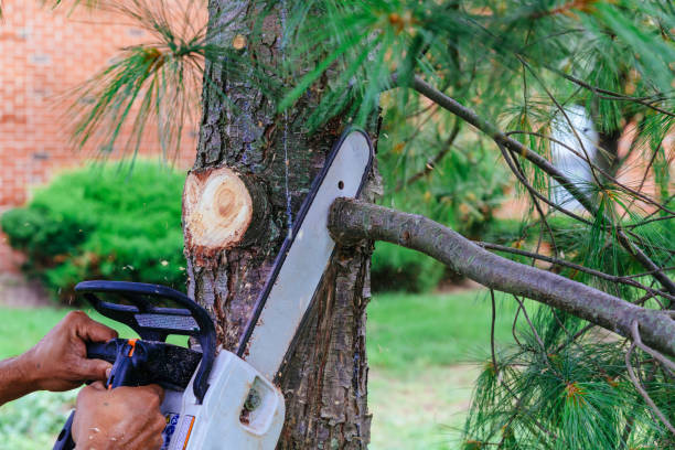 Best Tree Removal  in Orchard City, CO